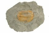 Cambrian Trilobite (Hamatolenus) - Tinjdad, Morocco #235791-1